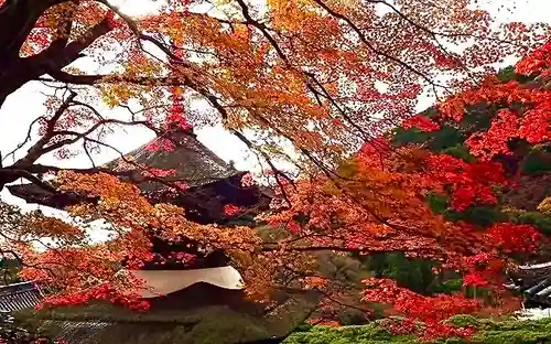 善峯寺(京都府)