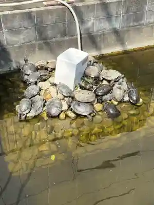 嚴島神社の{uncategorized: "未分類", other: "その他", undefined: "問題あり", building: "その他建物", grave: "お墓", sacred_gate: "鳥居", guardian: "狛犬", statue: "像", buddha: "仏像", history: "歴史", nature: "自然", garden: "庭園", animal: "動物", pagoda: "塔", temizu: "手水舎", mountain_gate: "山門・神門", sanctuary: "本殿・本堂", subordinate: "末社・摂社", art: "芸術", scenery: "景色", jizo: "地蔵", ema: "絵馬", goshuin: "御朱印", omikuji: "おみくじ", items: "授与品その他", amulet: "お守り", goshuincho: "御朱印帳", eats: "食事", festival: "お祭り", votive_dance: "神楽", shichigosan: "七五三参", wedding: "結婚式", experience: "体験その他", initially: "初詣", around: "周辺", anti_infection: "感染症対策"}