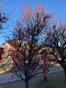 朝日森天満宮の自然(2021年02月03日(水) 08時43分32秒投稿)