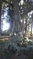 駒形神社の自然