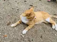 縣主神社の動物