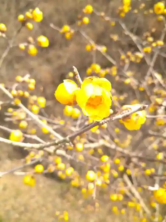 神前神社の自然