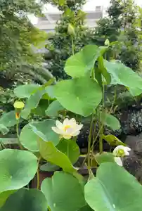 伊勢の国 四天王寺の自然(2021年06月24日(木) 07時59分50秒投稿)