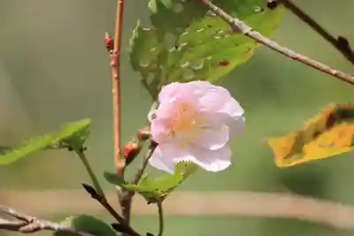 阿久津「田村神社」（郡山市阿久津町）旧社名：伊豆箱根三嶋三社(福島県)