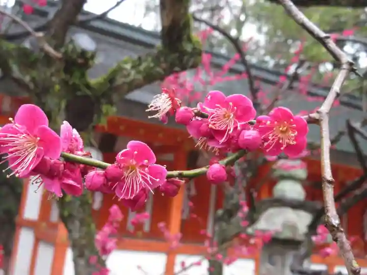 北野天満宮の自然