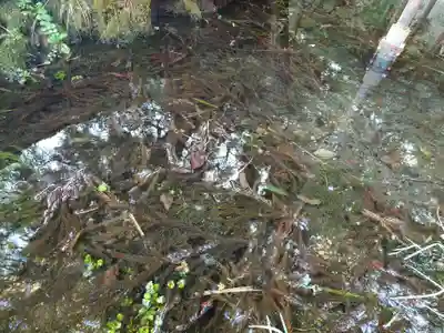 一本杉神社(島根県)