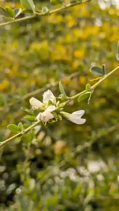 轉法輪寺(京都府)