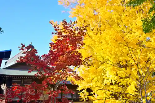 葛飾八幡宮(千葉県)