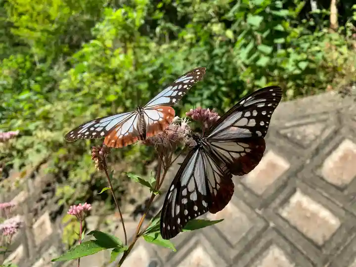 普門寺(切り絵御朱印発祥の寺)の動物