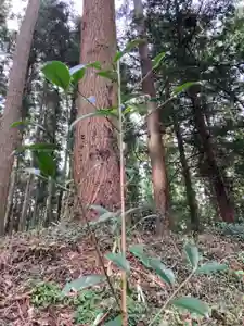 大宮温泉神社の自然(2021年09月26日(日) 17時31分18秒投稿)