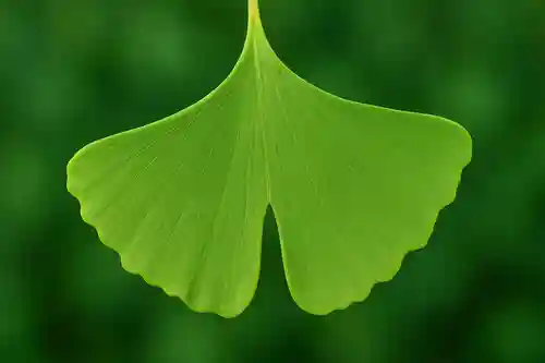 木舟山　順教寺(広島県)