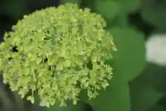 越ヶ谷久伊豆神社の自然