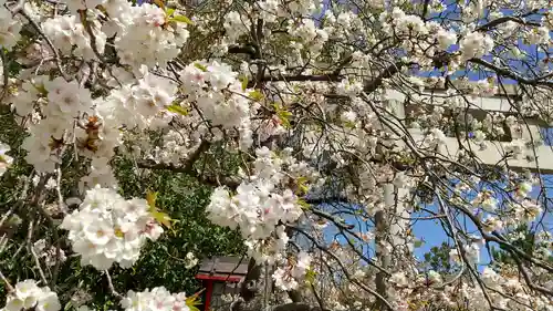 市原稲荷神社の自然