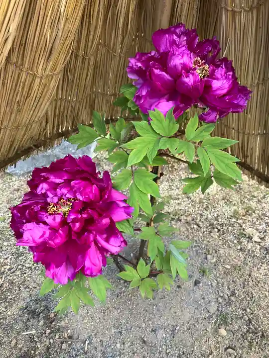 當麻寺 奥院(奈良県)