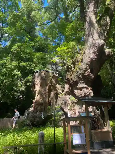 來宮神社(静岡県)