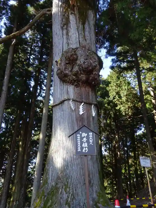 身延山奥之院思親閣の自然