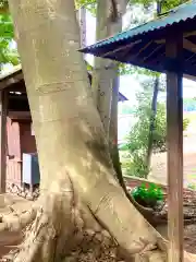 北向き道祖神の自然