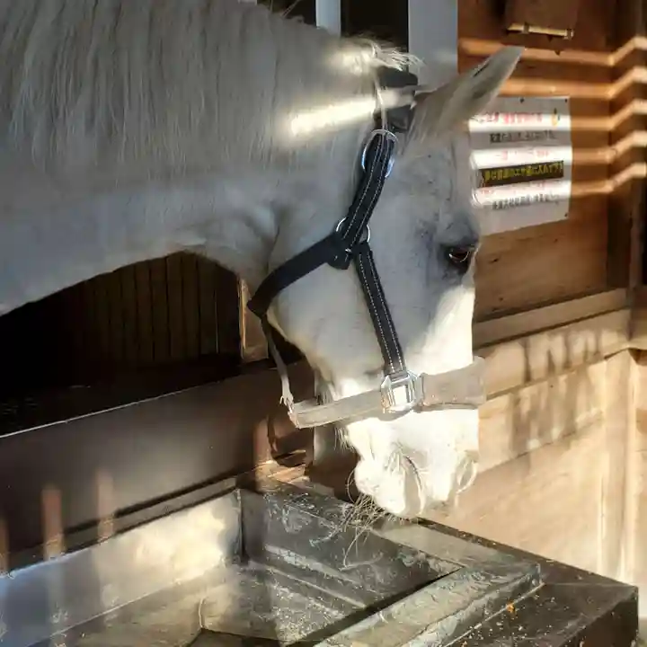 多度大社の動物