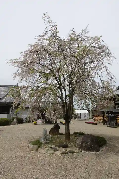 安倍文殊院 の自然