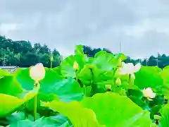 青麻神社の自然