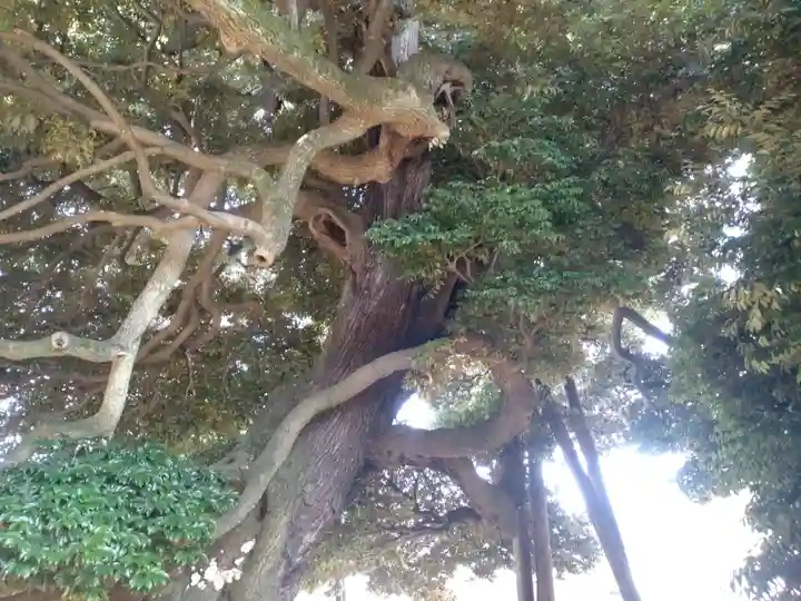 九重神社の自然