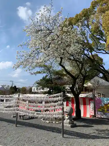 富知六所浅間神社のおみくじ