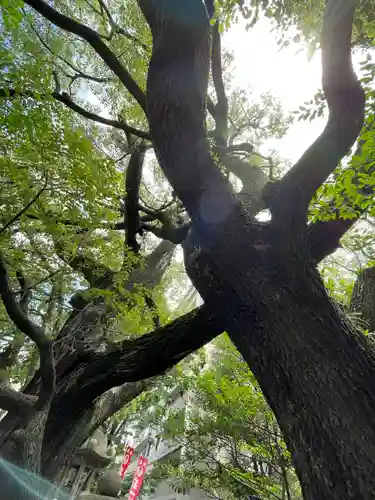 若一神社の自然