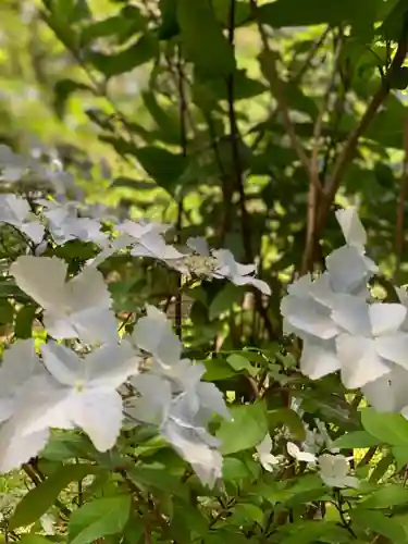 静岡浅間神社の自然