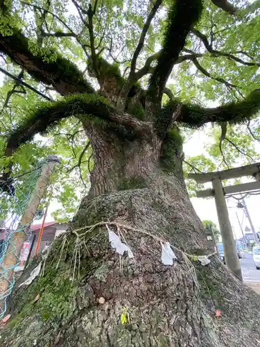 八幡神社の自然