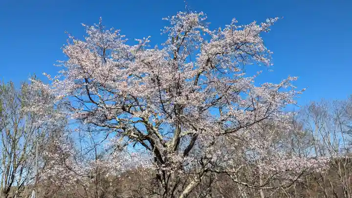 釧路神社の自然