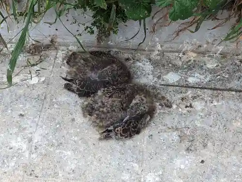 蕪嶋神社(青森県)