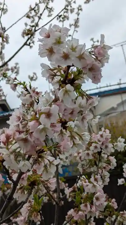 墨染寺(桜寺)(京都府)