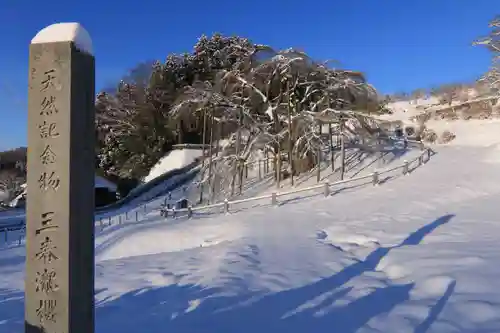 瀧桜神明宮の自然