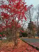 東神楽神社の自然