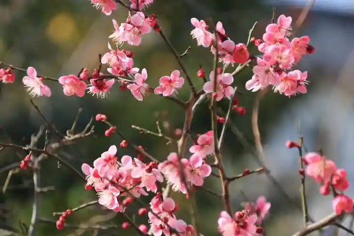 熊野福藏神社の自然