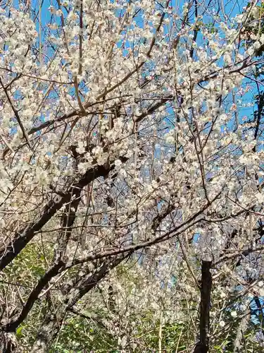 阿佐ヶ谷神明宮(東京都)