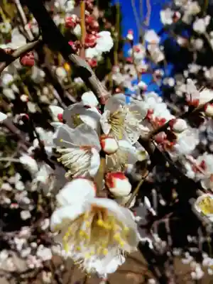 福蔵院(東京都)