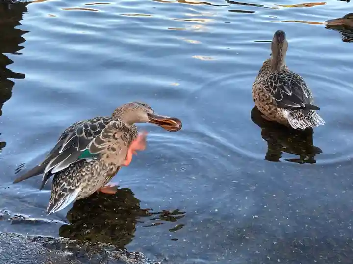 東本願寺本廟 牛久浄苑(牛久大仏)(茨城県)