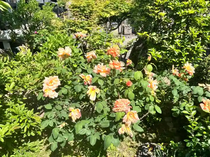 青蓮寺(大阪府)