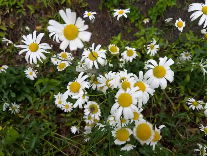 阿久津「田村神社」(郡山市阿久津町)旧社名:伊豆箱根三嶋三社(福島県)
