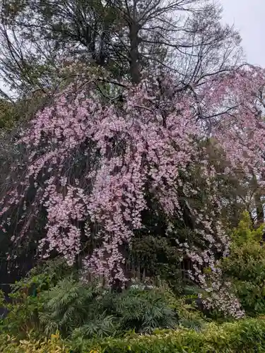 阿佐ヶ谷神明宮(東京都)