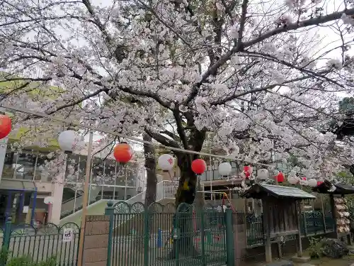 桜神宮の自然