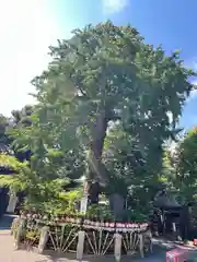 七社神社(東京都)