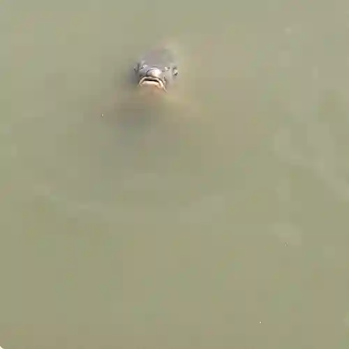 長岡天満宮の動物