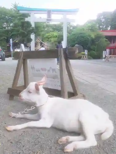 出雲大社相模分祠の動物