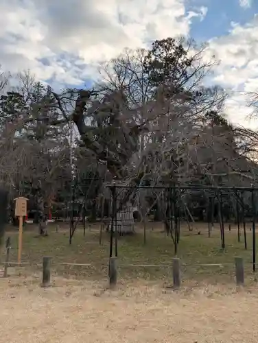 賀茂別雷神社（上賀茂神社）の{uncategorized: "未分類", other: "その他", undefined: "問題あり", building: "その他建物", grave: "お墓", sacred_gate: "鳥居", guardian: "狛犬", statue: "像", buddha: "仏像", history: "歴史", nature: "自然", garden: "庭園", animal: "動物", pagoda: "塔", temizu: "手水舎", mountain_gate: "山門・神門", sanctuary: "本殿・本堂", subordinate: "末社・摂社", art: "芸術", scenery: "景色", jizo: "地蔵", ema: "絵馬", goshuin: "御朱印", omikuji: "おみくじ", items: "授与品その他", amulet: "お守り", goshuincho: "御朱印帳", eats: "食事", festival: "お祭り", votive_dance: "神楽", shichigosan: "七五三参", wedding: "結婚式", experience: "体験その他", initially: "初詣", around: "周辺", anti_infection: "感染症対策"}