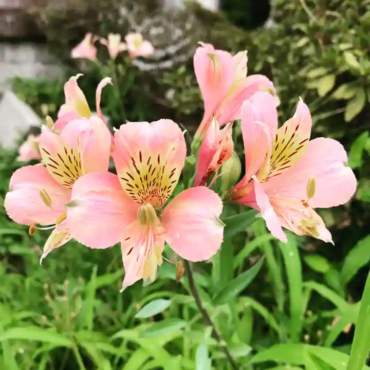 豊景神社の自然