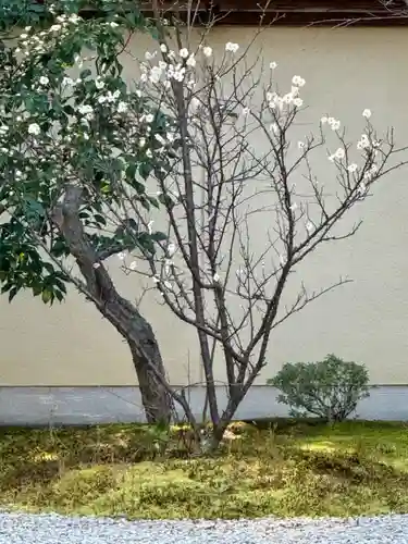 廬山寺（廬山天台講寺）(京都府)