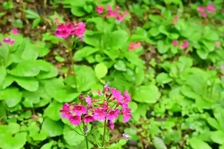 高龍神社(新潟県)