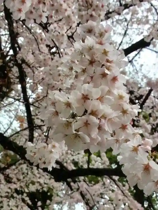 阿佐ヶ谷神明宮(東京都)